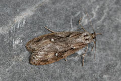 Semioscopis oculella