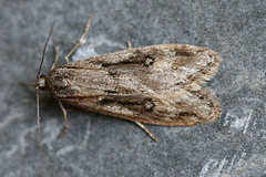 Semioscopis oculella