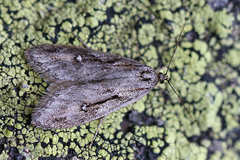 Semioscopis oculella