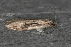 Semioscopis oculella