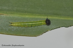 Elymnias hypermnestra