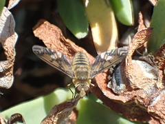 Poecilanthrax arethusa