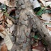 Auricularia minutissima - Photo (c) anónimo, algunos derechos reservados (CC BY-SA)