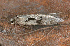 Semioscopis steinkellneriana