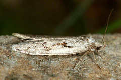 Semioscopis steinkellneriana