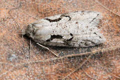 Semioscopis steinkellneriana