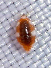 Coniopteryx