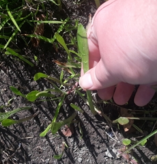 Lilaeopsis carolinensis