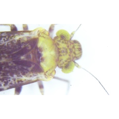 Trichadenotecnum alexanderae