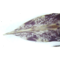 Trichadenotecnum alexanderae