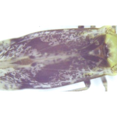 Trichadenotecnum alexanderae