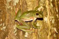 Giant Treefrog photo 2