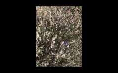 Lavandula angustifolia