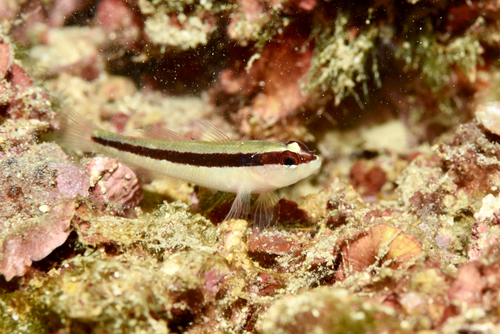 Striped goby (Gobius vittatus) — Gobiidae — 3