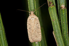 Agonopterix scopariella
