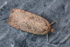 Agonopterix scopariella