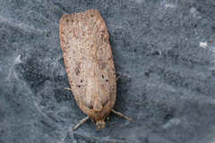 Agonopterix scopariella