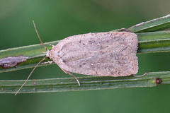 Agonopterix scopariella