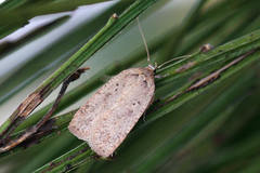 Agonopterix scopariella