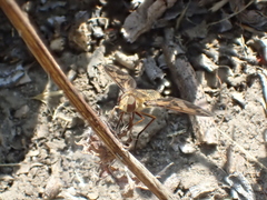 Poecilanthrax arethusa