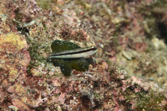 Gobius vittatus