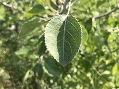 Pyrus betulifolia