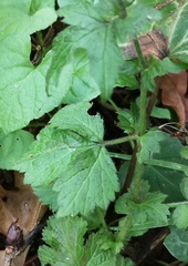 Geum urbanum