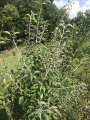 Pyrus betulifolia