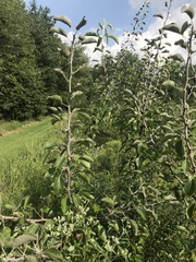 Pyrus betulifolia