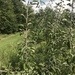Birch-leaved Pear - Photo (c) Michael Ellis, some rights reserved (CC BY), uploaded by Michael Ellis