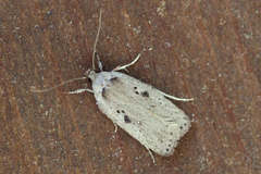 Agonopterix yeatiana