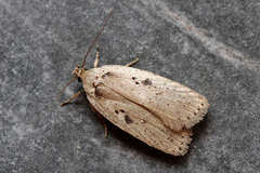 Agonopterix yeatiana