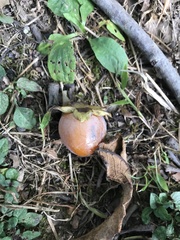 Diospyros virginiana — photo 2