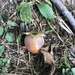 Diospyros virginiana — photo 2