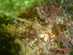 Macropodia rostrata