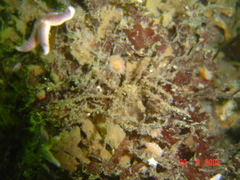 Macropodia rostrata