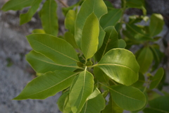 Pisonia albida