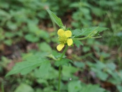 Geum urbanum