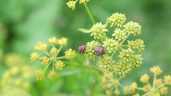 Graphosoma italicum italicum