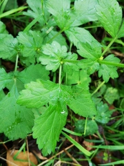 Geum urbanum
