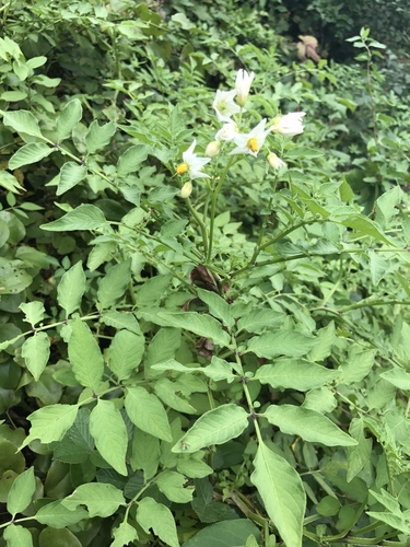 Solanum chacoense