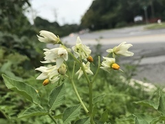 Solanum chacoense