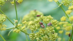 Graphosoma italicum italicum
