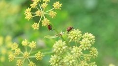 Graphosoma italicum italicum