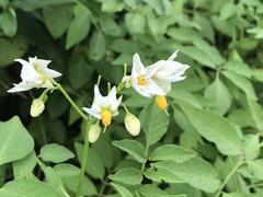 Solanum chacoense