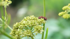 Graphosoma italicum italicum