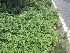 Solanum chacoense