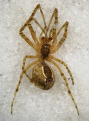 Metellina