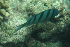 Abudefduf abdominalis