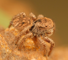 Habronattus altanus